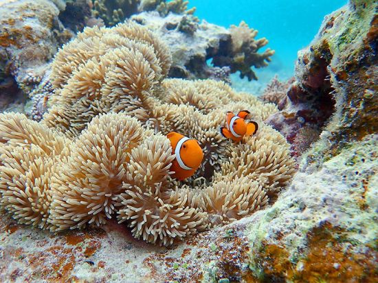 SUP+シュノーケリングツアー  地元出身ガイドならではのおすすめのポイントで絶景や生き物との水遊びを楽しもう＜3時間半／5歳～60歳／宮古島＞