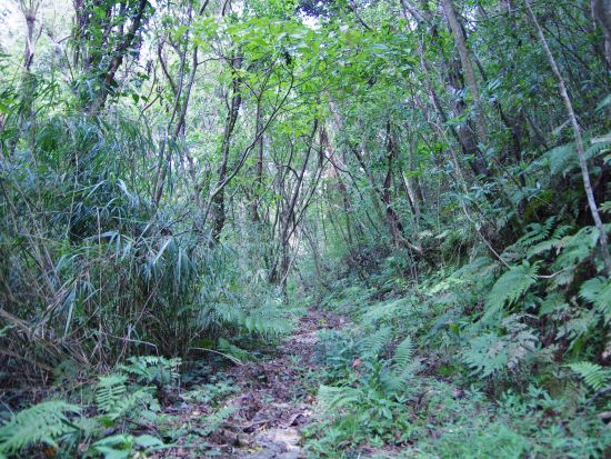 世界遺産「座喜味城跡」で森さんぽ ガイドと一緒に城壁からの眺めや豊かな自然を楽しもう＜1時間／送迎あり／読谷村＞