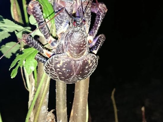 星空☆ナイトサファリ☆ 天然のプラネタリウム石垣島で南国特有の動植物を探そう〈約2時間／市街地送迎／石垣島＞