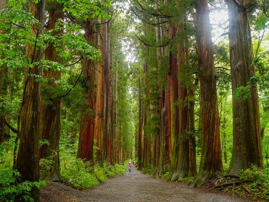 Japan_Nagano_Togakushi Shrine_pixta_63060750