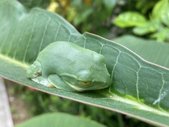 やんばるの森ジオツアー 選べる3コースで島の成り立ちや文化の歴史からやんばる地域について探ろう！ ＜2時間／沖縄本島＞