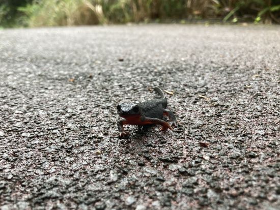 やんばるの森ジオツアー 選べる3コースで島の成り立ちや文化の歴史からやんばる地域について探ろう！ ＜2時間／沖縄本島＞