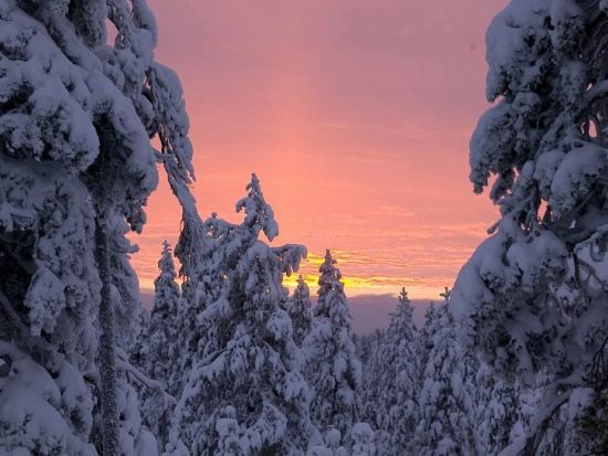 ラップランドで遊ぼう！サンタクロース村と犬ぞり＆トナカイぞり体験 ロヴァニエミのハイライトツアー＜昼食付き／11月～4月／英語＞