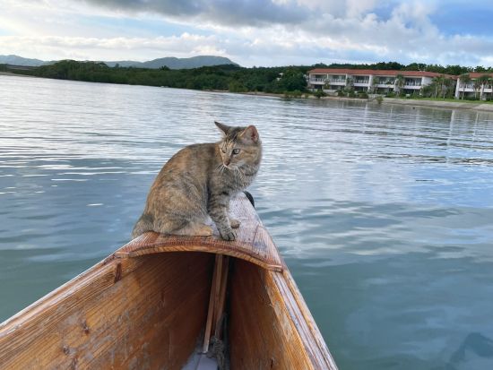 サバニ船ツアー 沖縄の伝統的な船で透明な海を冒険 優しい風に乗って大自然を感じよう！ 1歳のお子様から参加可能＜約1時間半／石垣島＞