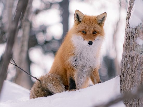 pixta_63753020_L