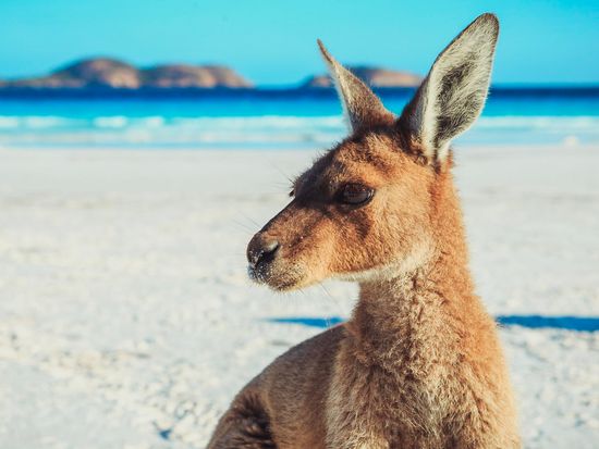 Kangaroo on beach at Lucky Bay