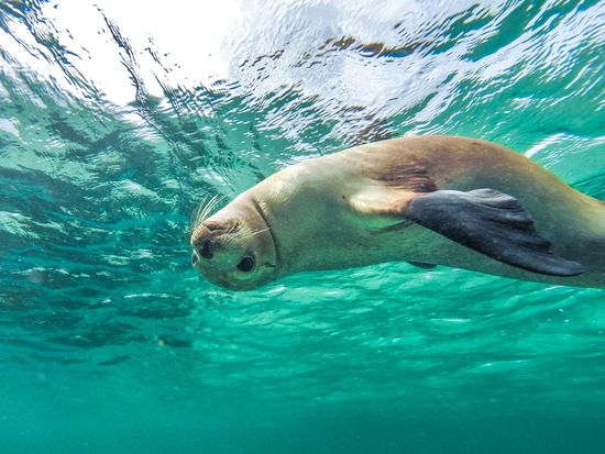 Sea Lion Baird Bay (TA)