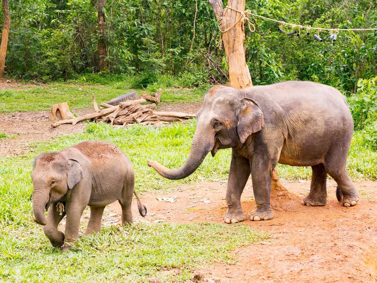 象乗り体験 | ラオス 旅行の観光・オプショナルツアー予約 VELTRA