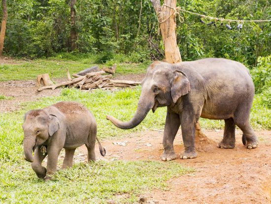 象使いライセンス取得ツアー  象を自由に乗りこなそう！＜宿泊／英語ガイド／交通費＆宿泊＆食事付／ルアンパバーン発＞