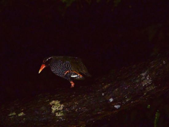 夜のやんばるの森探検ツアー ガイドがご案内する生き物観察 ＜約1時間30分／国頭村森林公園＞