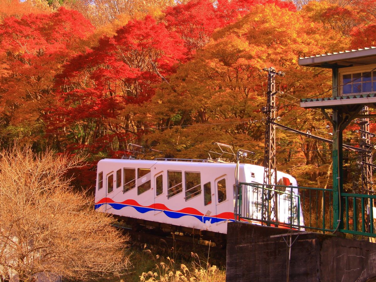 叡山ケーブル・ロープウェイ 片道切符 自然の魅力溢れる比叡山を満喫