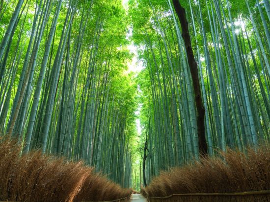 金閣寺＋伏見稲荷大社＋嵐山散策（天龍寺・竹林）バスツアー＜自由昼食／京都駅発／1日＞by おこしバス（京都定期観光バス）