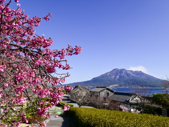 鹿児島市内発着貸切観光タクシー　市内観光＆桜島コース　仙厳園＋湯之平展望所＋黒神埋没鳥居＋桜島溶岩なぎさ公園など　＜5～5.5時間＞