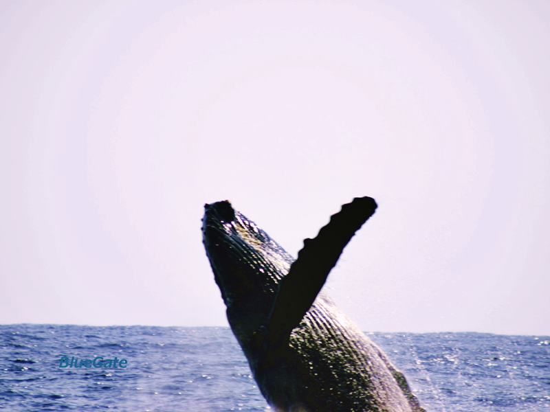 奄美大島ホエールウォッチング ザトウクジラに会いに行こう！9:00