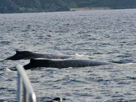 ホエールスイム（スキューバライセンス保持者限定） 冬だけの特別な体験！クジラと一緒に神秘的なスイム　＜約6時間／1～3月＞ byダイブサービス ブルーゲイト
