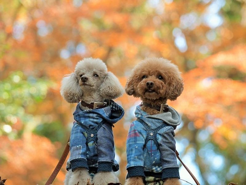img_dog_koyo_001_735_480