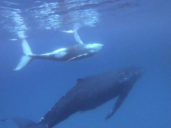 ホエールスイム（スキューバライセンス保持者限定） 冬だけの特別な体験！クジラと一緒に神秘的なスイム　＜約6時間／1～3月＞ byダイブサービス ブルーゲイト