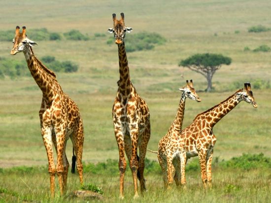 【ナイロビ発着 2泊3日】マサイ・マラ国立保護区サファリ3日間＜混載or貸切／食事付／日本語オプション／市内ホテルor空港送迎＞