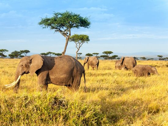 Africa_Kenya_Masaimara_shutterstock_524509258