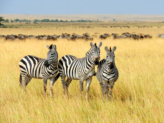 【ナイロビ発着 2泊3日】マサイ・マラ国立保護区サファリ3日間＜混載or貸切／食事付／日本語オプション／市内ホテルor空港送迎＞