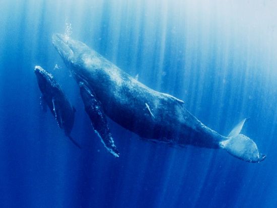 ホエールスイム（スキューバライセンス保持者限定） 冬だけの特別な体験！クジラと一緒に神秘的なスイム　＜約6時間／1～3月＞ byダイブサービス ブルーゲイト