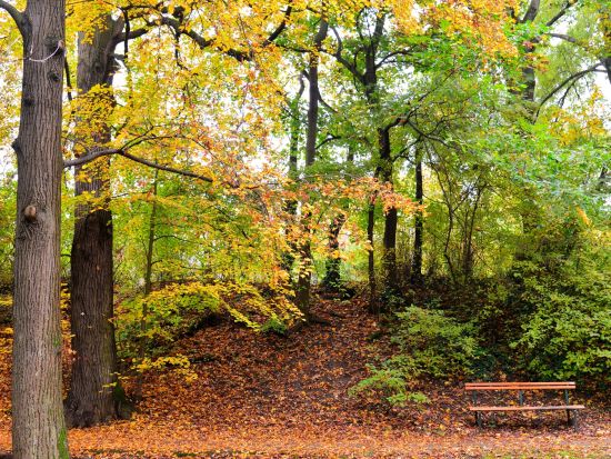 ウィーンの森 ベートーヴェンの散歩道も散策！ベートーヴェンゆかりの地を巡る半日観光ツアー＜午前 or 午後／徒歩＆公共交通機関利用／日本語＞by H.I.S.