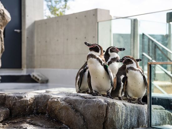 「AQUARIUM×ART átoa（アトア）」入場券 アクアリウムとアートが融合した新感覚の都市型水族館＜神戸市＞