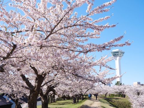 貸切観光タクシー 函館人気観光地トラピスチヌ修道院・五稜郭公園・金森倉庫群赤レンガ倉庫などをめぐる旅＜3時間／1～9名／函館市内ホテル・空港送迎可／函館市＞ 