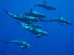alohaocean20