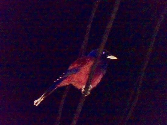 6807B986-4984-40AD-9057-CDC0ED350AC8_1_105_c