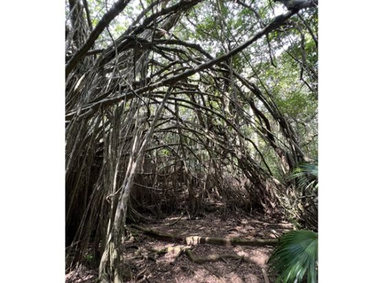 出港日限定 父島最終日におすすめ！おがさわら丸に間に合う早朝ハートロックツアー父島の絶景と自然を満喫！＜送迎付／小笠原諸島・父島＞by小笠原ボニネンシストラベル