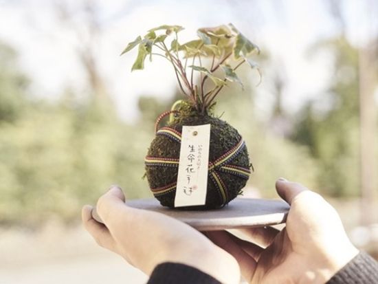 苔玉作り体験 京都らしい組み紐を使った「生命花手毬」を製作＜午前 or 午後／京都市＞by 花工房