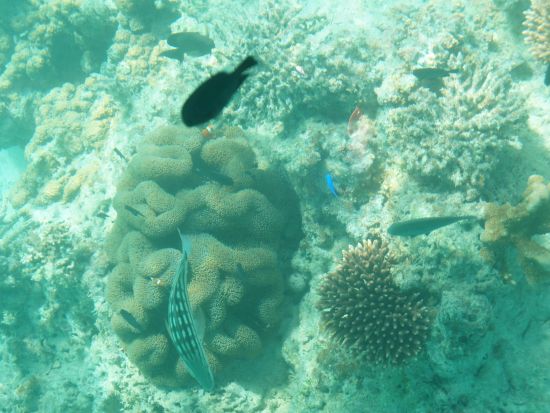 川平湾グラスボート遊覧 クリアな海中を覗いてカラフルな珊瑚や熱帯魚を満喫 ＜15分毎に運航／石垣島＞