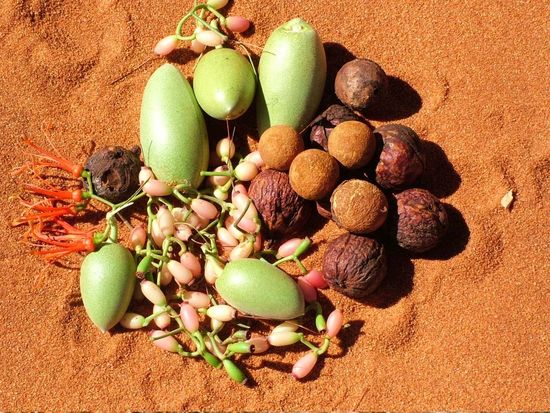 francois-peron-4wd-bushfood