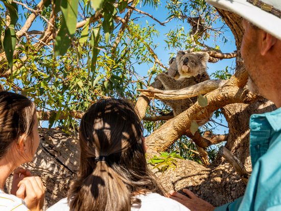 Mikkira Station Koala and kids