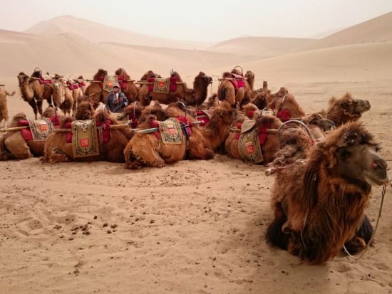 【4/10-11/25限定・絶景紀行4日間】「千と千尋の神隠し」ゆかりのチャカ塩湖と青海湖＋井上靖小説「敦煌」ゆかりの莫高窟と鳴沙山を探訪するシルクロードツアー