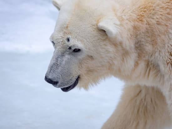 札幌発欲張りバスツアー！ガリンコ号Ⅲサンセットクルーズ+旭山動物園90分滞在 ＜2025年2月1日～3月9日／1名から催行／札幌市内指定ホテル発＞