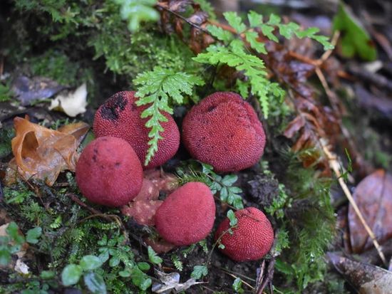 CCD74A0B-5029-417D-94F6-B4E207C5A0D1_1_105_c