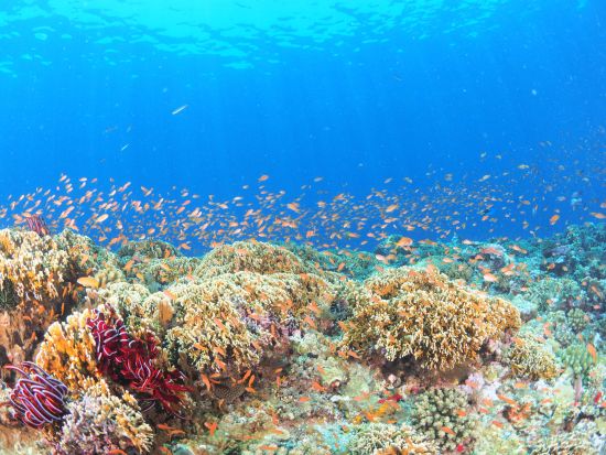 ウミガメシュノーケリングツアー 6歳から参加OK！お子様連れでも安心安全＜3月～11月催行／写真付き／宮古島＞