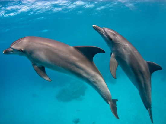 shutterstock_2039672768