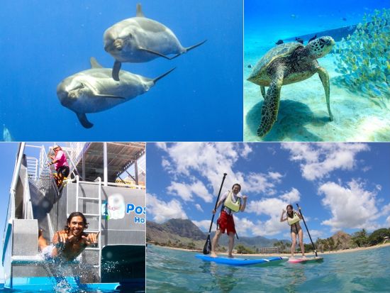 イルカ大学　イルカウォッチング＆シュノーケリングクルーズ　イルカと泳ぐプランも！マリンアクティビティも充実＜ランチ付き／日本語／ワイキキ＆コオリナ送迎可＞