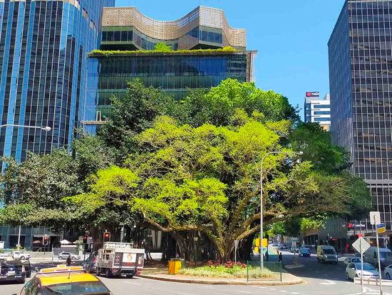 Creek Street Fig Trees
