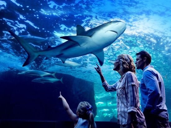 Aquairum by Twilight - Family looking at shark