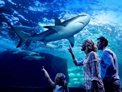 Aquairum by Twilight - Family looking at shark