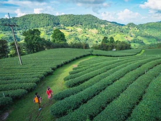 【チェンライ発着】チェンライ1日観光ツアー　首長族の村＋ドイ・メーサロン＜1日／昼食付き／日本語ガイド＞