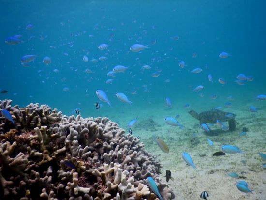 【1グループ限定！貸切】シュノーケリング＆マングローブ1日ツアー　奄美大島エコツーリズム認定ガイド田中さんがご案内　＜3月中旬～12月中旬＞by アスベル