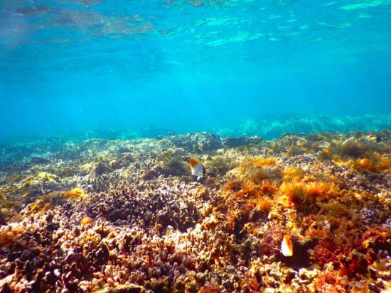 【1グループ限定！貸切】半日シュノーケリング　奄美大島エコツーリズム認定ガイド田中さんがご案内＜3月中旬～12月中旬／笠利・龍郷芦徳エリア送迎可能＞byアスベル