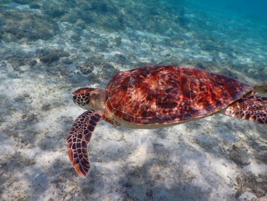 【1グループ限定！貸切】半日シュノーケリング　奄美大島エコツーリズム認定ガイド田中さんがご案内＜3月中旬～12月中旬／笠利・龍郷芦徳エリア送迎可能＞byアスベル