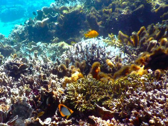 【1グループ限定！貸切】半日シュノーケリング　奄美大島エコツーリズム認定ガイド田中さんがご案内＜3月中旬～12月中旬／笠利・龍郷芦徳エリア送迎可能＞byアスベル