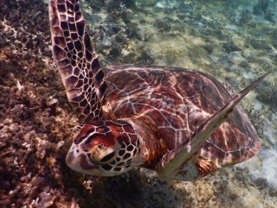 【1グループ限定！貸切】シュノーケリング＆マングローブ1日ツアー　奄美大島エコツーリズム認定ガイド田中さんがご案内　＜3月中旬～12月中旬＞by アスベル